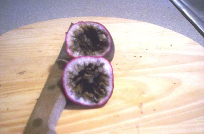 German Giant Radish Old Pharmer Phil's Country Living Phorum